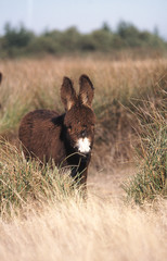 l'ane baudet du poitou dans les champs