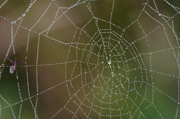 Fototapeta premium dewy spider’s web