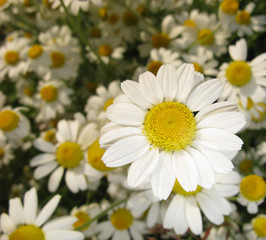 Dismissed flowers of  field camomile, spring day
