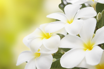 Obraz na płótnie Canvas Plumeria alba flowers isolated on abstract blur background.