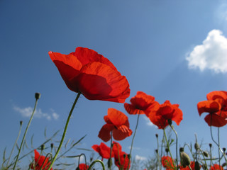 Flower of  red poppy on  background of  blue sky
