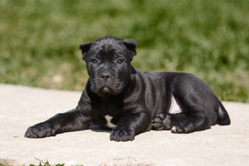 Cane Corso Italiano puppy