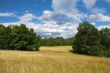 Fototapeta na wymiar Polish landscape - yellow filed, the blue sky .