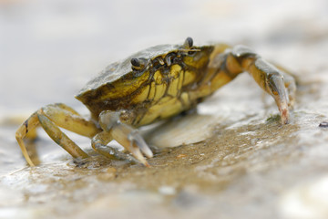 Crabe de loire atlantique