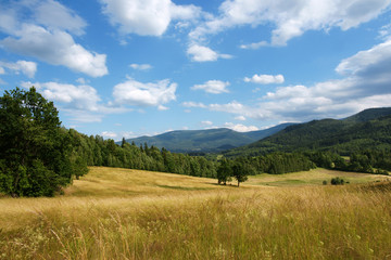 Polish landscape - yellow filed, the blue sky and white clouds