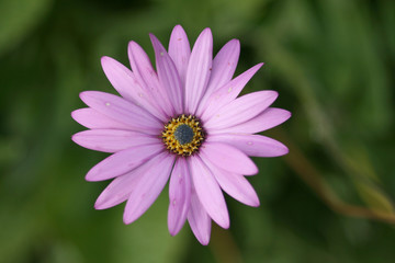 Fototapeta premium Flower