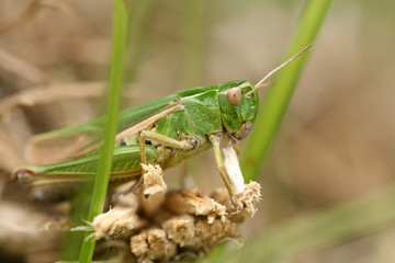 Grass Hopper