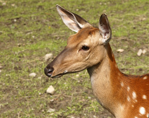 Naklejka na ściany i meble Portrait of the roe deer on nature
