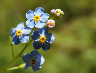 forget-me-not, flower of the field close-up...