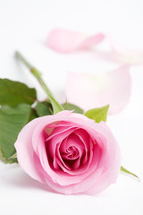 Fototapeta na wymiar Makro strzał z piękną różowa róża na białym tle