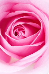 Fototapeta na wymiar Macro shot of beautiful pink rose on white