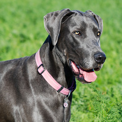 great dane dog in green field