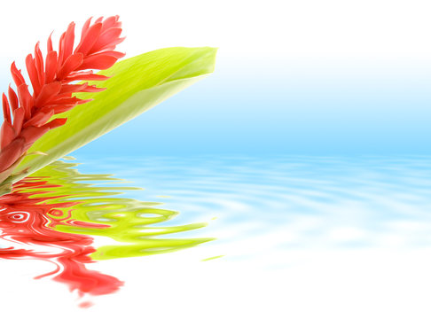 Fleur tropicale d'Alpinia avec reflet