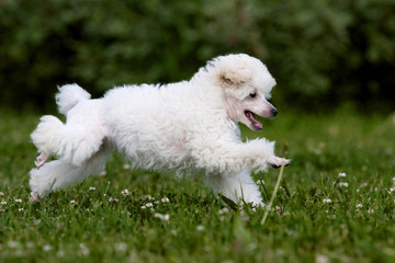 Poodle Miniature playing in grass