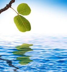 Fototapeta na wymiar zielone liście odzwierciedlenie na niebiesko wody