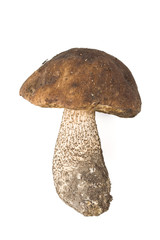 Brown cap boletus on a white background