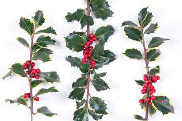 Three branches of real holly on the white background