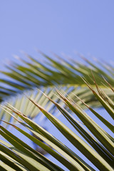 palm leaf on sky background