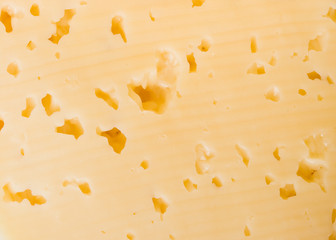 Fresh appetizing cheese on a white background