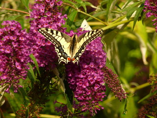 Papillon jaune - Butterfly in buddleia