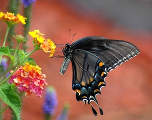 Black Swallowtail Butterfly In Motion