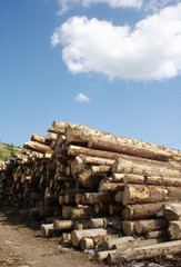 naturall wood