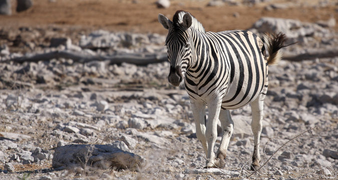Zebra at the Etosha National Park