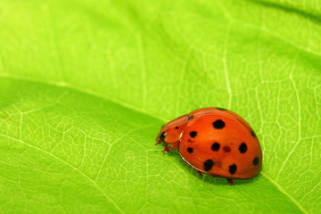 Ladybird bug on a leaf with green background.