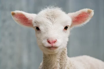 Papier Peint photo autocollant Moutons un agneau de quelques jours très mignon et adorable