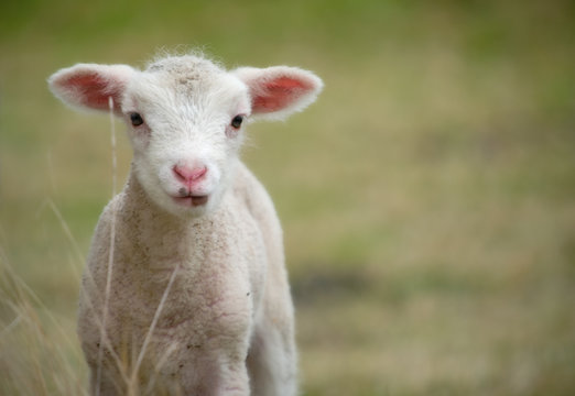 a very cute and adorable few day old lamb