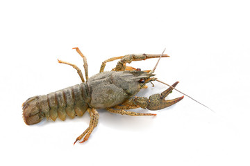 lobster isolated on a white background with a bit of shadow