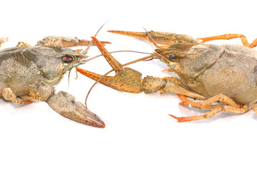 two lobsters fighting on a white background with a bit of shadow