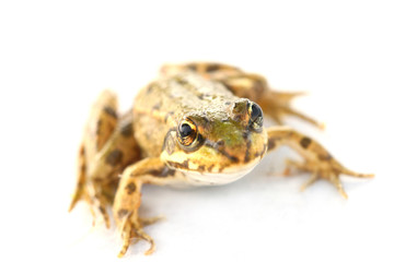 little frog close-up isolated on white background