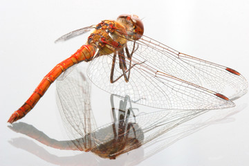 close-up of a dragonfly on a glass surface with reflection