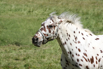 Tigered horse running