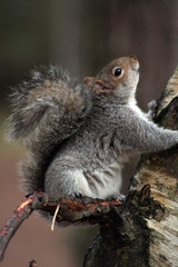 squirrel