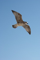 White and black seagull flying over blue sky