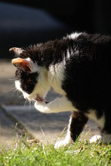Obraz premium cat washing