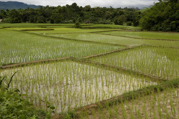 Reisfeld in Laos