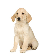 Golden Retriever (3 months) in front of a white background