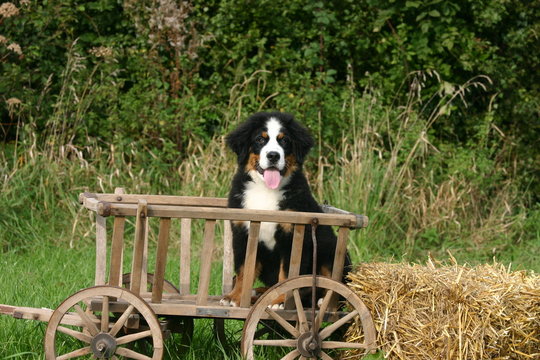 bouvier bernois jeune pr&ecirc;t pour une promenade en charrette