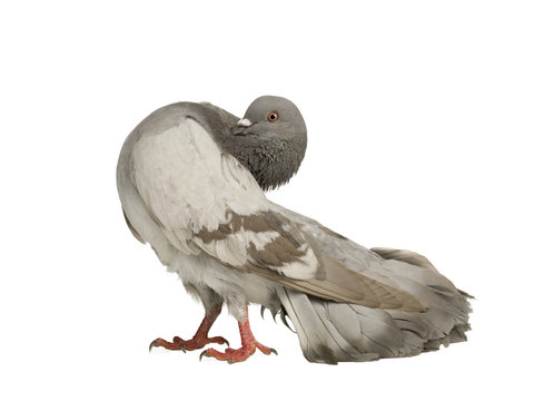 Rock Pigeon in front of a white background