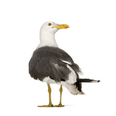 Herring Gull (3 years) in front of a white background