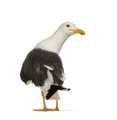 Herring Gull (3 years) in front of a white background © Eric Isselée