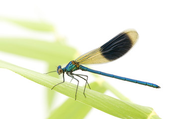 Banded Demoiselle in front of a white background