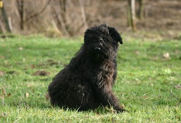 bouvier des flandres assis attentif