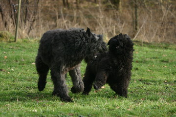 bouvier des flandres jouent ensemble