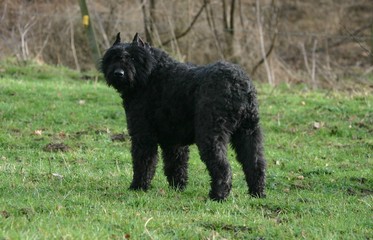 bouvier des flandres ballade en solo à la campagne