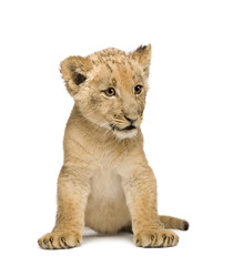 Obraz na płótnie Canvas Lion Cub (8 tygodni) przed białym tle