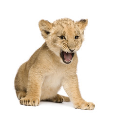 Obraz na płótnie Canvas Lion Cub (8 weeks) in front of a white background